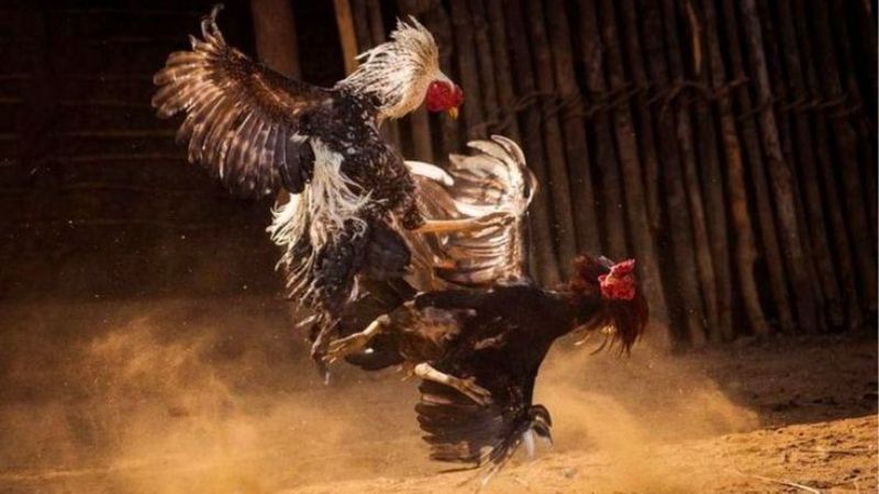 Kho trận đấu đồ sộ, lựa chọn cược đa dạng