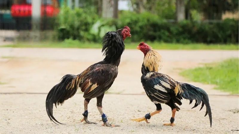 Sự thuận tiện và linh hoạt mà đá gà trực tuyến mang lại